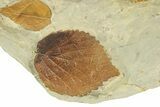Plate with Seven Fossil Leaves (Three Species) - Montana #270991-4